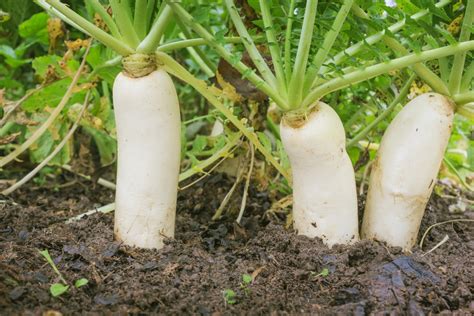 大根の育て方 水やり そして宇宙の果てまで