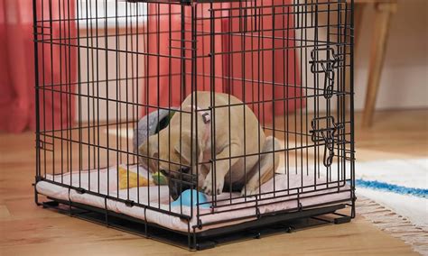 Why Crate Training is Bad: A Philosophical Journey Through Dog Psychology and Human Guilt